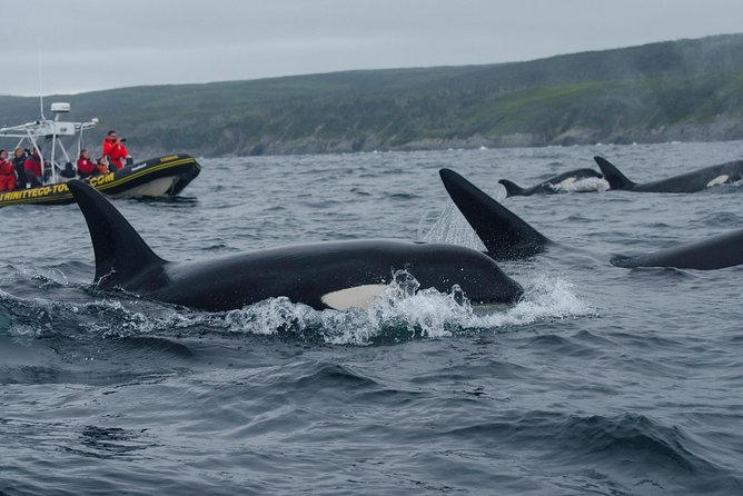 Whale Watching Tour by Zodiac and Tow N Go Kayak With 2-Nights Accomm. Package - Meeting and Pickup Instructions
