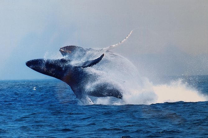 Whale Watching Tour - Inclusions