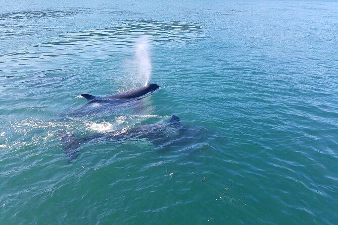 Whale Watching Tour From Anacortes - Encounter With Orca, Humpback, and Gray Whales