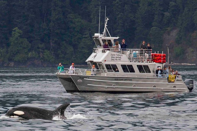 Whale Watching Tour From Anacortes - Observation of Local Wildlife