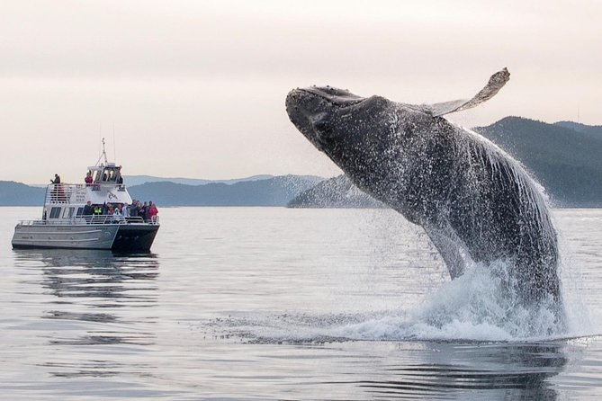 Whale Watching Tour From Anacortes - Additional Information