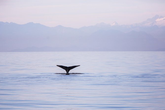 Whale-Watching Tour From Vancouver - Pickup and Meeting Details
