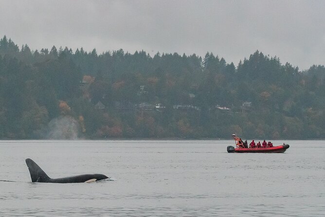 Whale Watching Tour in a Zodiac Boat in Victoria - Sighting Diverse Marine Wildlife