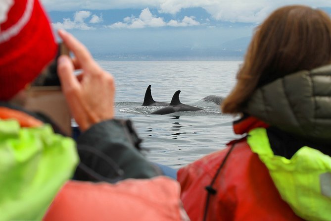 Whale Watching Tour in a Zodiac Boat in Victoria - Up-Close Encounters With Whales