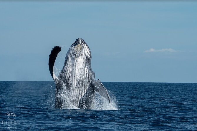 Whale Watching Tour in Cabo San Lucas - Meeting Location and Details