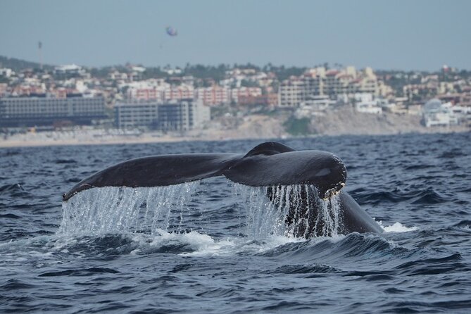 Whale Watching Tour in Cabo San Lucas - Accessibility Information