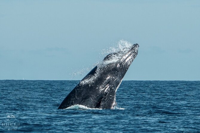 Whale Watching Tour in Cabo San Lucas - What to Expect