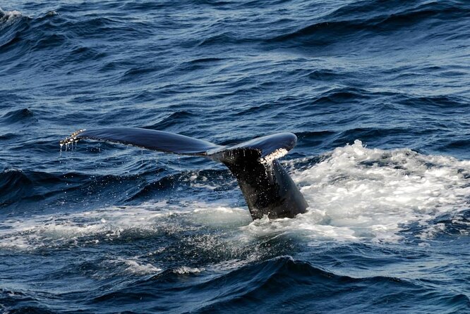 Whale Watching Tour in Gloucester - Just The Basics