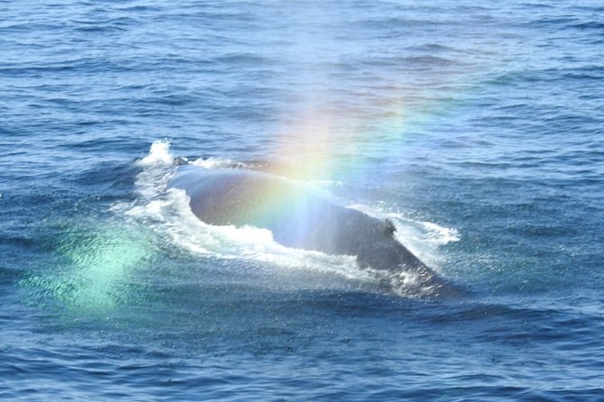 Whale Watching Tour in Gloucester - Departure Options and Timing