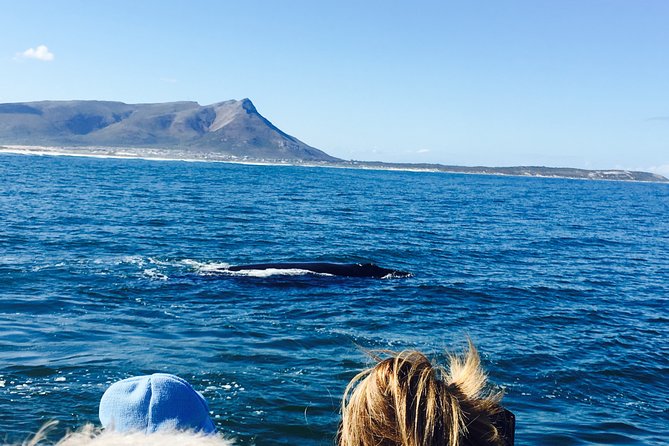Whale Watching Tour in Hermanus With Hotel Pickup - Experience Highlights