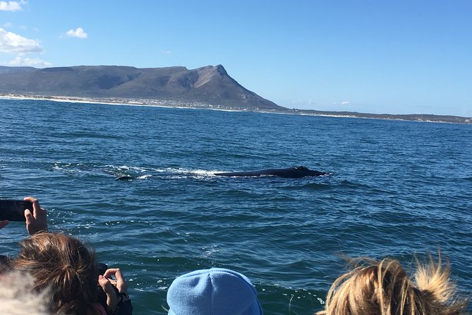 Whale Watching Tour in Hermanus With Hotel Pickup - Optional Add-ons