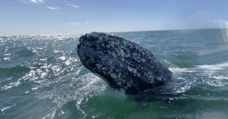 Whale Watching Tour in La Paz - Key Points