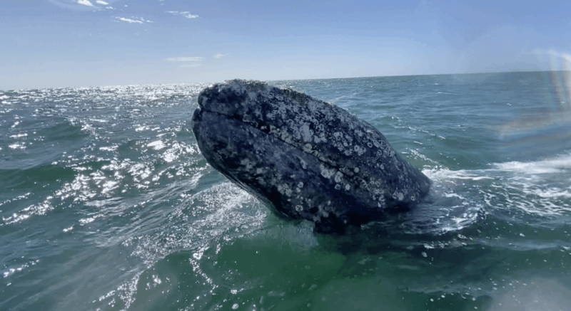 Whale Watching Tour in La Paz - Itinerary and Transportation