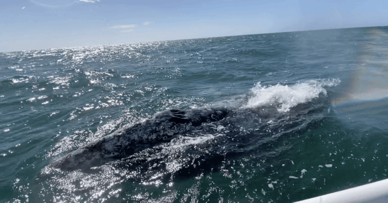 Whale Watching Tour in La Paz - Inclusions and Exclusions