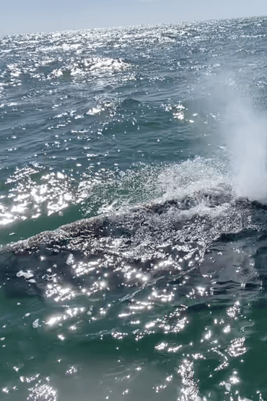 Whale Watching Tour in La Paz - Important Details
