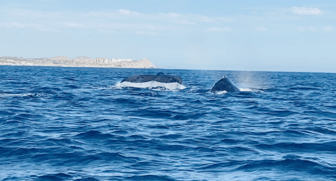 Whale Watching Tour in La Paz - Sustainable Tourism Practices
