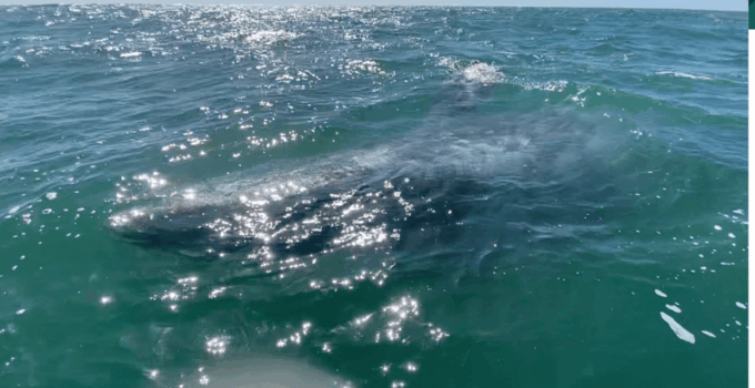 Whale Watching Tour in La Paz - Preparing for the Tour