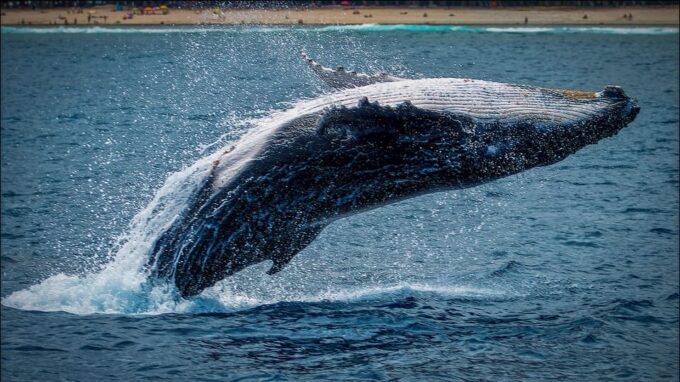 Whale Watching Tour in La Paz - Frequently Asked Questions