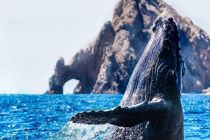 Whale Watching Tour in Los Cabos - Whale Species and Education