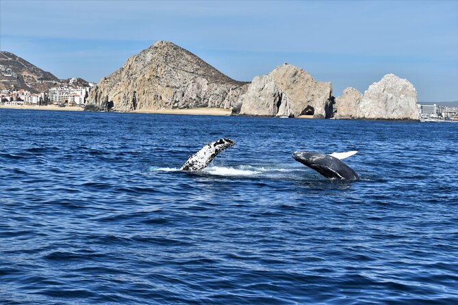 Whale Watching Tour in Los Cabos - Refreshments and Services