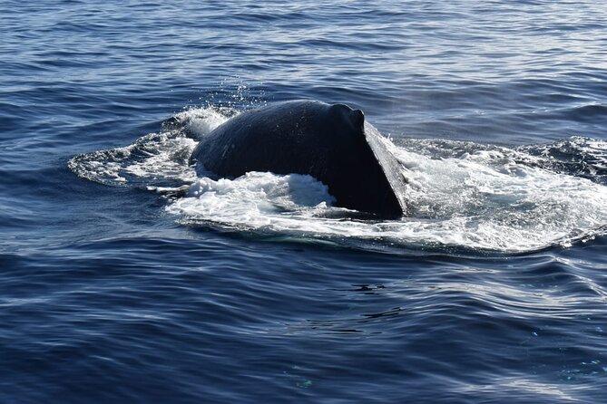 Whale Watching Tour in Los Cabos - Meeting and Departure