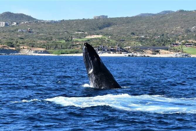 Whale Watching Tour in Los Cabos - Customer Feedback Overview