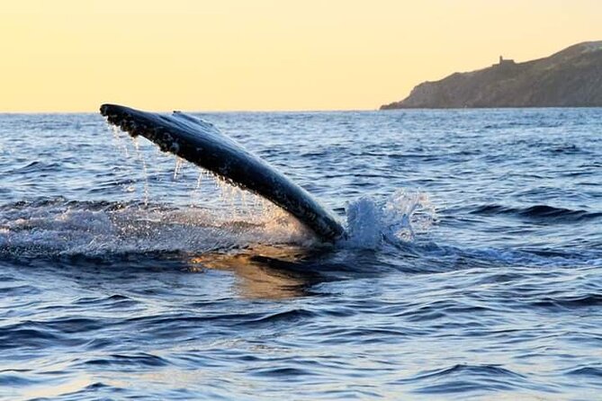 Whale Watching Tour in Los Cabos - Positive Experiences