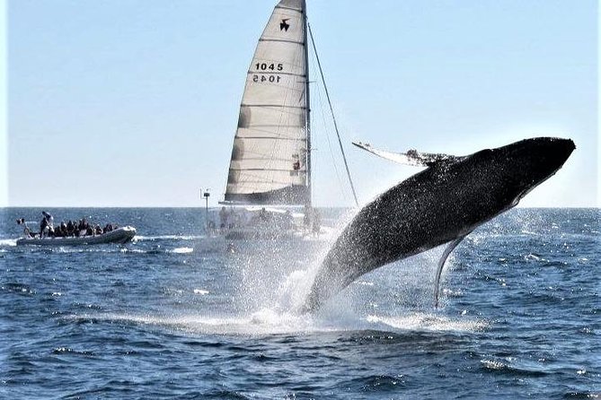 Whale Watching Tour in Los Cabos - Negative Feedback