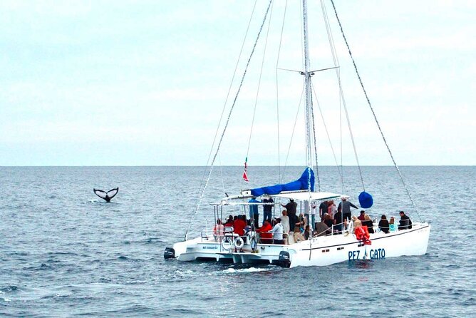 Whale Watching Tour in Los Cabos - Location and Duration