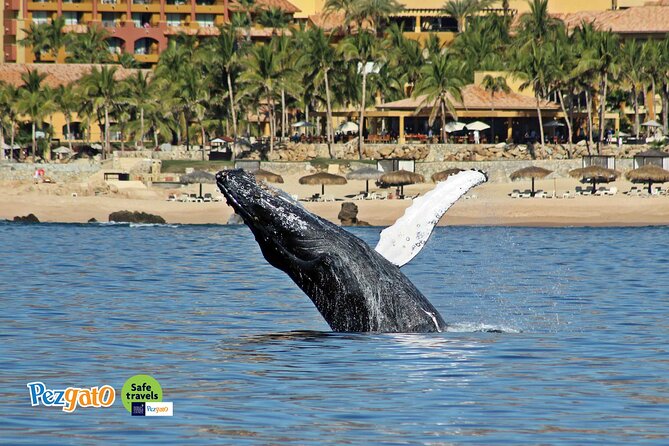 Whale Watching Tour in Los Cabos - Weather Policy and Recommendations