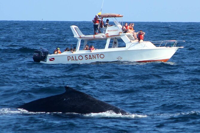 Whale Watching Tour in Samana Bay From Las Terrenas - Cancellation Policy