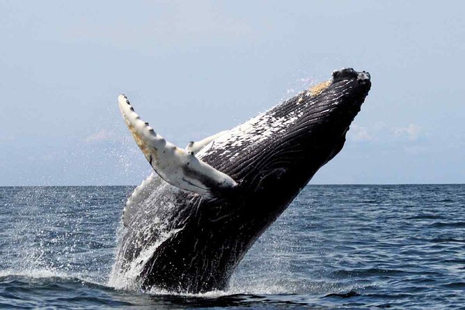 Whale Watching Tour in Samana Bay From Las Terrenas - Tour Description