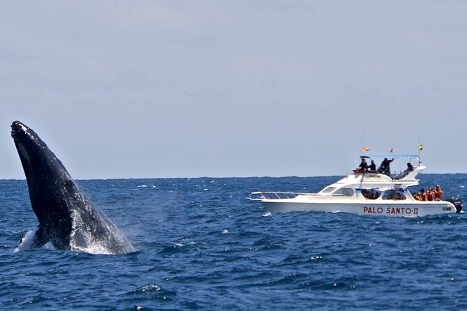 Whale Watching Tour in Samana Bay From Las Terrenas - Cancellation Policy