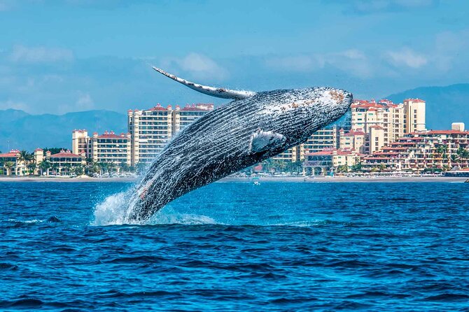 Whale Watching Tour in Samana Bay From Las Terrenas - Frequently Asked Questions