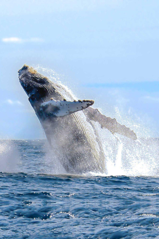 Whale Watching Tour in Samana - Experience Highlights