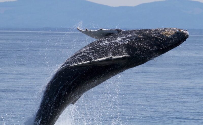 Whale Watching Tour in Victoria, BC - Viewing Experience