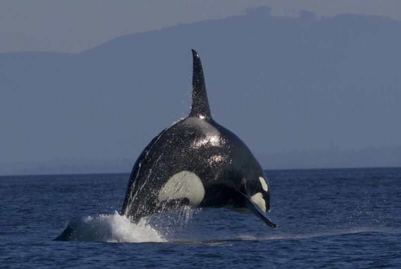 Whale Watching Tour in Victoria, BC - Guided Commentary