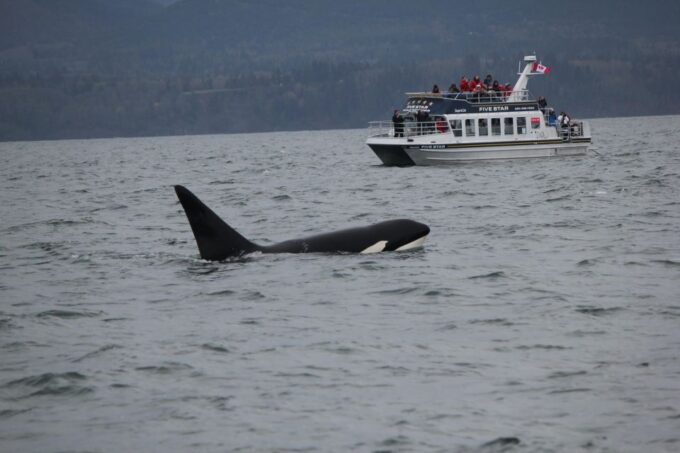 Whale Watching Tour in Victoria, BC - Jackets Available