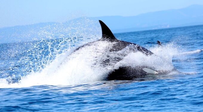Whale Watching Tour in Victoria, BC - Customer Feedback