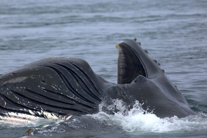 Whale Watching Tour in Victoria, BC - Frequently Asked Questions