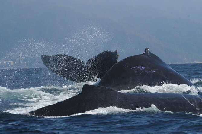 Whale Watching Tour Leaded by Biologist at 1 Pm - Key Points