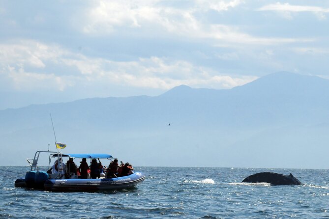 Whale Watching Tour Leaded by Biologist at 1 Pm - Inclusions and Amenities
