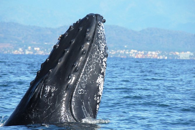 Whale Watching Tour Leaded by Biologist at 1 Pm - Meeting and End Points