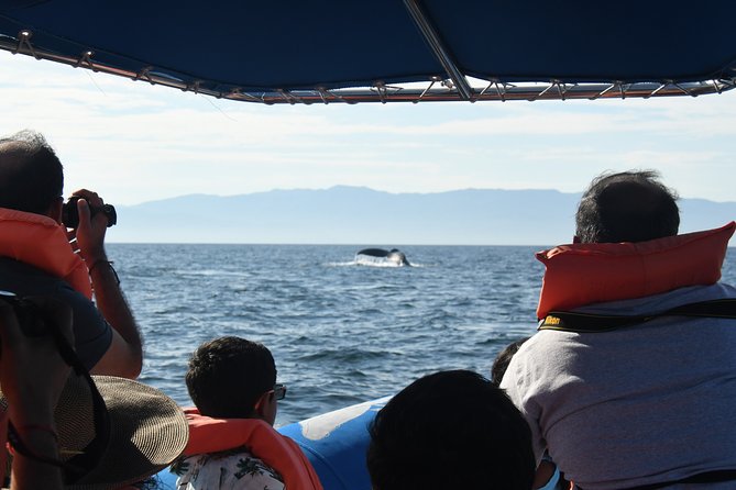 Whale Watching Tour Leaded by Biologist at 1 Pm - Health and Accessibility