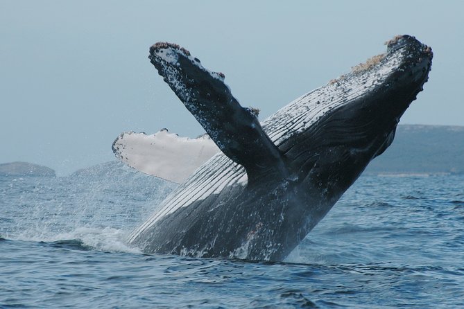 Whale Watching Tour Leaded by Biologist at 1 Pm - Whale Sightings and Conditions