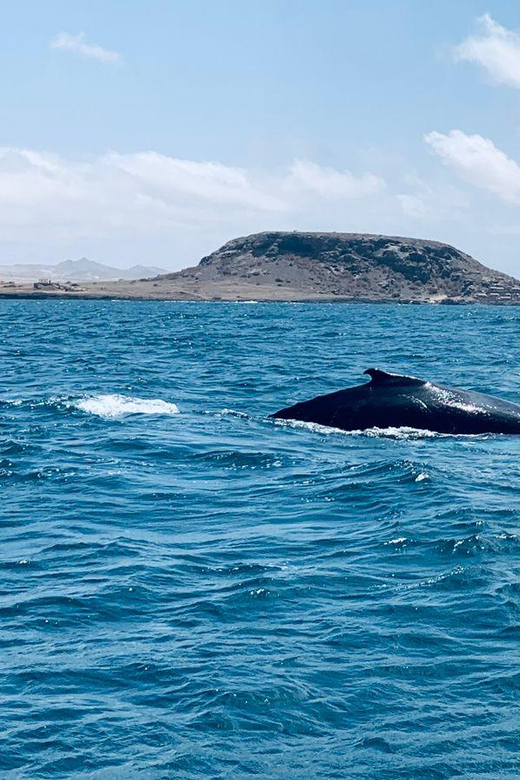 Whale Watching Tour SEASONAL - Key Points
