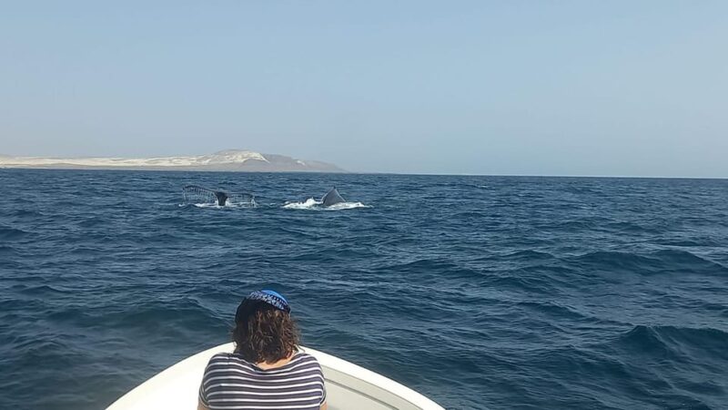 Whale Watching Tour SEASONAL - Seasonal Availability
