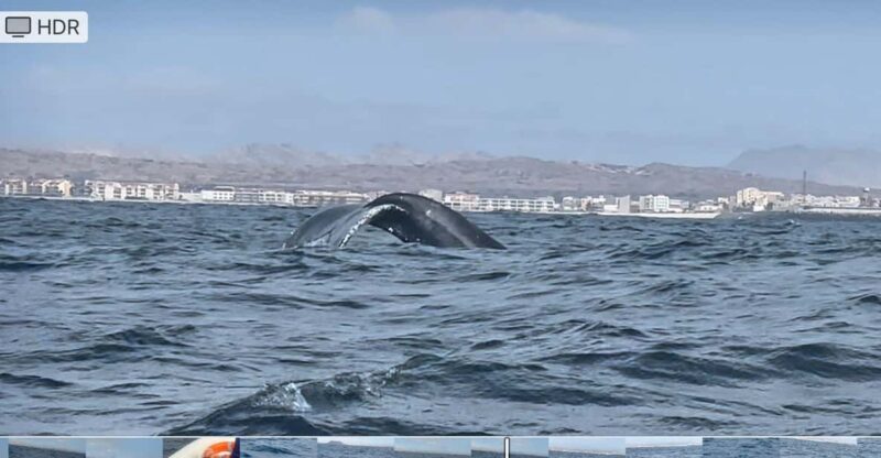 Whale Watching Tour SEASONAL - Eco-Friendly Approach