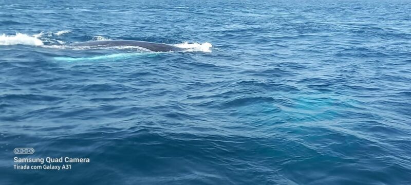 Whale Watching Tour SEASONAL - Pricing Details