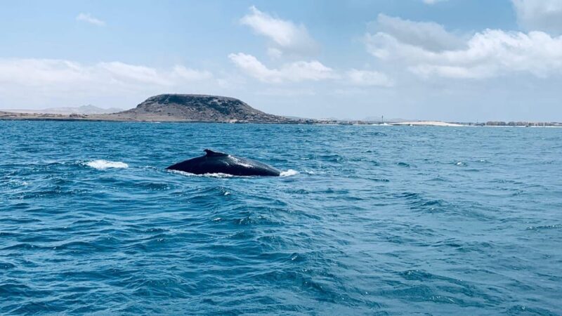 Whale Watching Tour SEASONAL - Customer Feedback